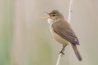 Eurasian Reed Warbler (Acrocephalus scirpaceus) singing in reeds, Poland