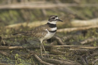 Killdeer (Charadrius vociferus), British Columbia, Canada