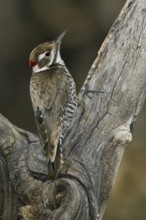 Arizona Woodpecker (Leuconotopicus arizonae), Arizona, USA