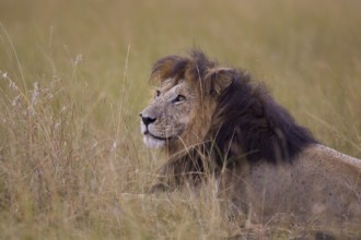 African Lion (Panthera leo) male alone in grassland, Masai Mara, Kenya