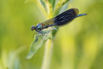 Banded demoiselle, (Calopteryx splendens), animals, insects, dragonfly, dragonfly, sideways, Lake