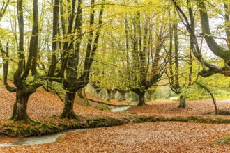 Beautiful autumn scene in Gorbea Natural Park, Basque Country, Spain, featuring vibrant foliage and