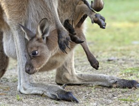 Western Grey Kangaroo (Macropus fuliginosus) joey peering from mother's pouch, Western Australia,