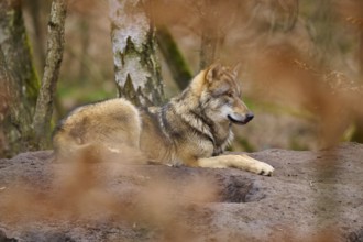 A resting wolf lies in autumn forest, surrounded by brown leaves, Wolf (Canis Lupus), Germany