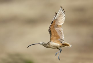Long-billed Curlew Numenius americanus Moss Landing, California, United States 24 June Adult in