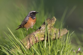 Common Redstart (Phoenicurus phoenicurus) male perched on an old tree trunk, Poland
