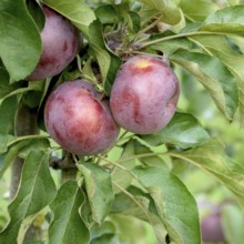 Columnar apple (Malus domestica 'Blue Moon'), Merkel family, Germany