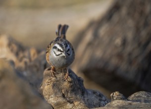 A close-up image of a Rock Bunting (Emberiza cia) standing on a weathered log, showcasing its