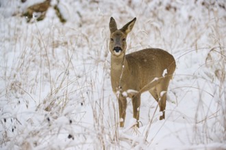 A roe deer stands in a snow-covered meadow, surrounded by tall grasses, in a quiet winter