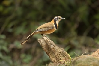 Lesser Necklaced Laughingthrush (Garrulax monileger), Yunnan, China