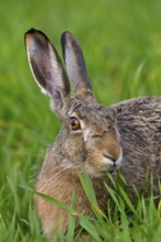 European hare, (Lepus europaeus), animals, mammals, hare, hare family, field, two, Lake Neusiedl,