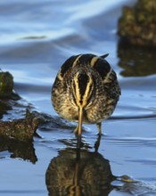 Jack Snipe (Lymnocryptes minimus), French Riviera, France