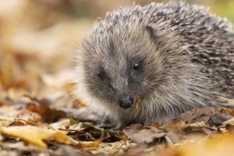 European hedgehog (Erinaceus europaeus) adult animal on fallen autumn leaves in a garden, England,