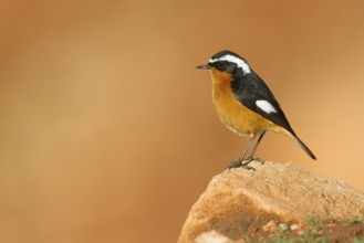 Moussier's Redstart - Diademrotschwanz - Phoenicurus moussieri, Morocco, adult male