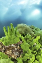 Endemic sponge (Lubomirskia baicalensis), Lake Baikal, Olkhon Island, Pribaikalsky National Park,