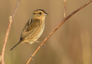 Nelson's Sparrow (Ammodramus nelsoni), Texas, USA