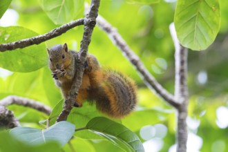 African Ground Squirrel, squirrel family, animals, mammals, biotope, habitat, eats, (Xerus