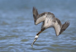 Brown Pelican (Pelecanus occidentalis) hunting, Texas, USA