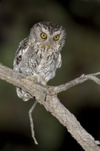Whiskered Screech Owl (Megascops trichopsis) perched on a branch in southern Arizona, USA
