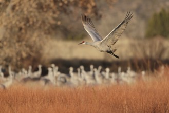 Sandhill Crane (Antigone canadensis) flying, New Mexico, USA