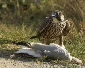 Juvenile Peregrine Falcon eating Ring-billed Gull prey, Yolo County California