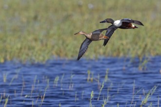 Shoveler, (Anas clypeata), flight photo, animals, birds, ducks, duck family, pair, male and female,