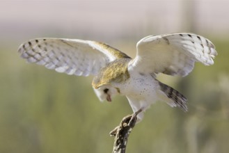 Western Barn Owl (Tyto alba), Arizona, USA