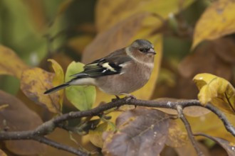 Eurasian chaffinch (Fringilla coelebs) adult male garden bird on a Magnolia tree branch with autumn