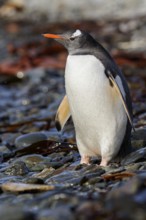 Gentoo Penguin (Pygoscelis papua) perched on a rocky beach on South Georgia Island