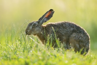 European hare (Lepus europaeus) sitting on a dirt track and eating grass, wildlife, Lower Saxony,