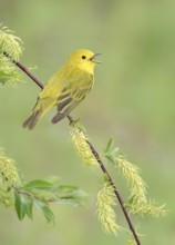 American Yellow Warbler (Setophaga aestiva) male singing from a branch, Texas, USA