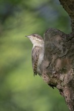 Eurasian Wryneck (Jynx torquilla) perched on tree, Saxony-Anhalt, Germany