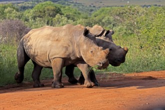 White rhino (Ceratotherium simum), white rhino, adult, two rhinos, foraging, dehorned, horn