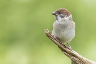 Eurasian Tree Sparrow (Passer montanus) juvenile perched on a branch, Lower Saxony, Germany