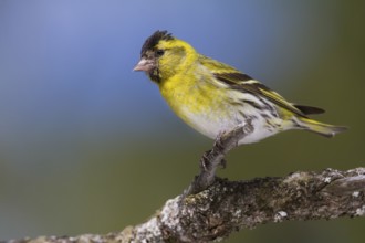 Eurasian Siskin - Erlenzeisig - Carduelis spinus, 2nd cy male, Germany