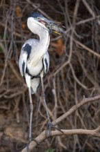 Cocoi Heron (Ardea cocoi) Pantanal Brazil
