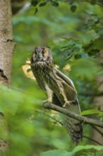 One long-eared owl (Asio otus), sitting on a branch of a tree, between green leaves. Stretching his