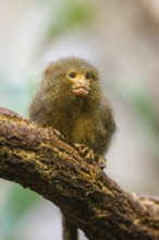 Eastern pygmy marmoset (Cebuella niveiventris) climbing on a tree in a forest, captive, Germany