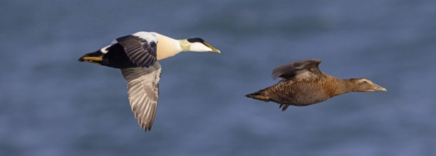 Common eider (Somateria mollissima), ducks, drake and female, pair, flight photo, side view,