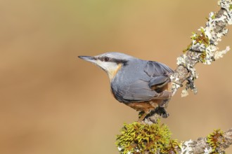 Nuthatch (Sitta europaea), sitting on a lichen-covered branch, wildlife, animals, birds, nature