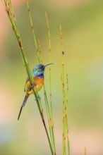 Golden-breasted Sunbird, Anthobaphes violacea, (Nectarinia violacea), Orange-breasted Sunbird,