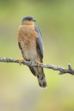 Eurasian Sparrowhawk (Accipiter nisus) male perched on a branch, Andalusia, Spain