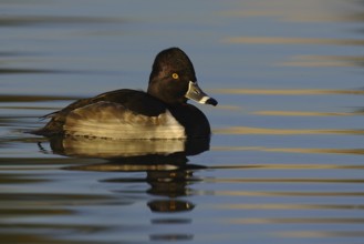 Ring-necked Duck (Aythya collaris) male, Arizona, USA