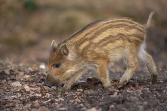 Wild boar (Sus scrofa) in the snow, fresh boar, Melle, Lower Saxony, Germany