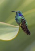 Green Violetear Hummingbird (Colibri thalassinus) - San Gerrardo de Dota, Costa Rica