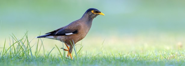 Shepherd's mynah, (Acridotheres tristis), animals, birds, perch, biotope, habitat, foraging Muscat,