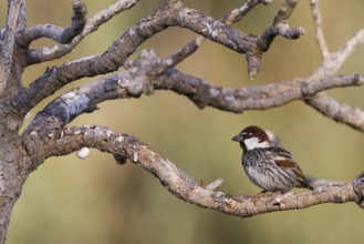 Spanish Sparrow - Weidensperling - Passer hispaniolensis ssp. hispaniolensis, adult male, Morocco