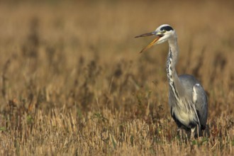 Grey Heron (Ardea cinerea), Germany