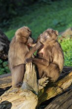 Two female Gelada (Theropithecus gelada), or bleeding-heart monkey sit with a baby between them in