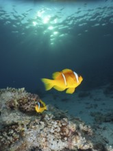 Red sea anemonefish (Amphiprion bicinctus)